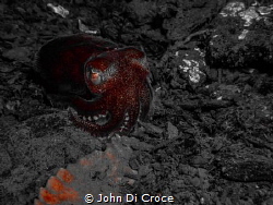Stubby squid in the Puget Sound by John Di Croce 